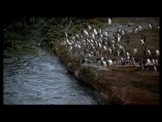 PDVD 021 7 - Las alas de la naturaleza (2002) [1 DVD9 + 1 DVD5] [FSV-MG-FNC.dlc]