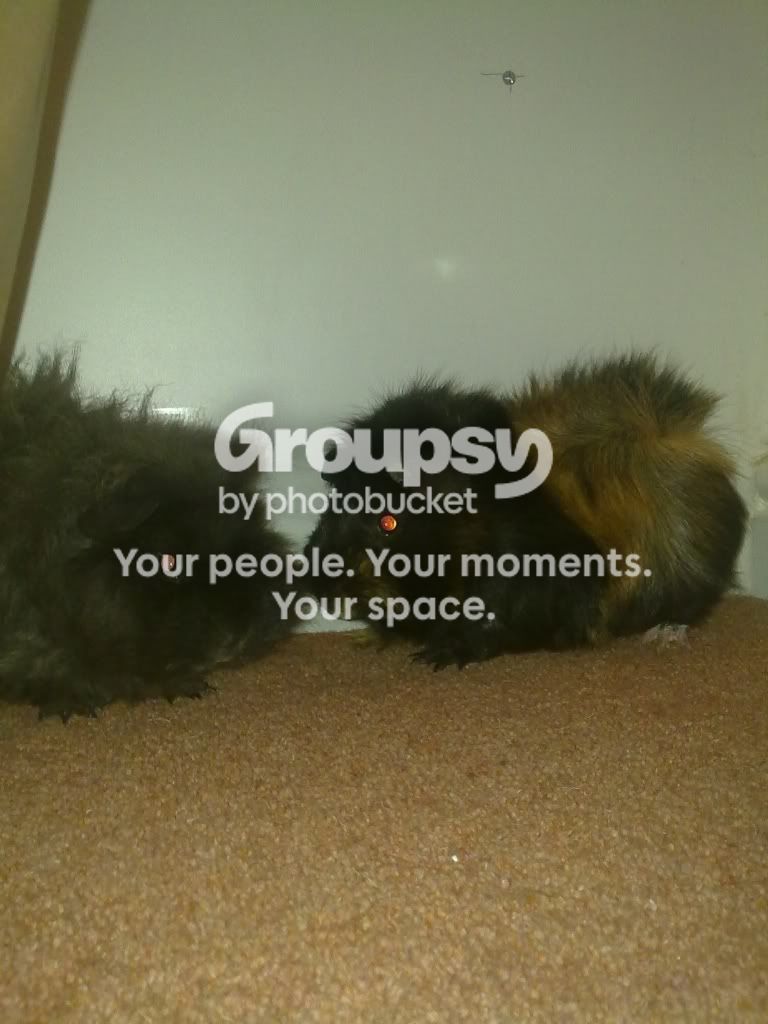 new122010-04-11131.jpg