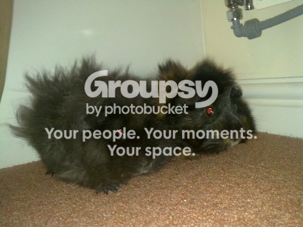 new122010-04-11132.jpg