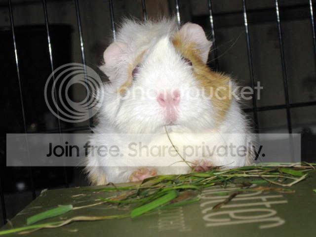 sweetie-1.jpg
