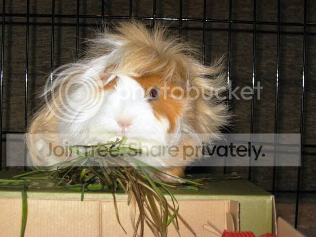 tufty-1.jpg