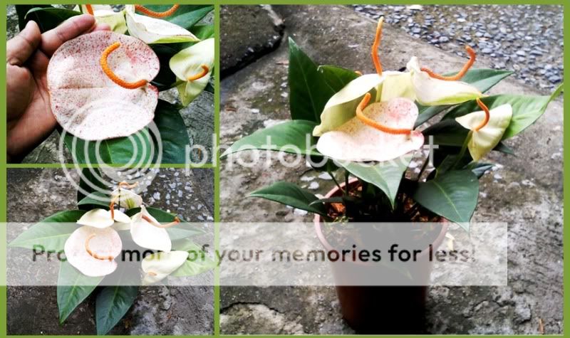 Anthurium scherzerianum white & pink splash 1 Plant  