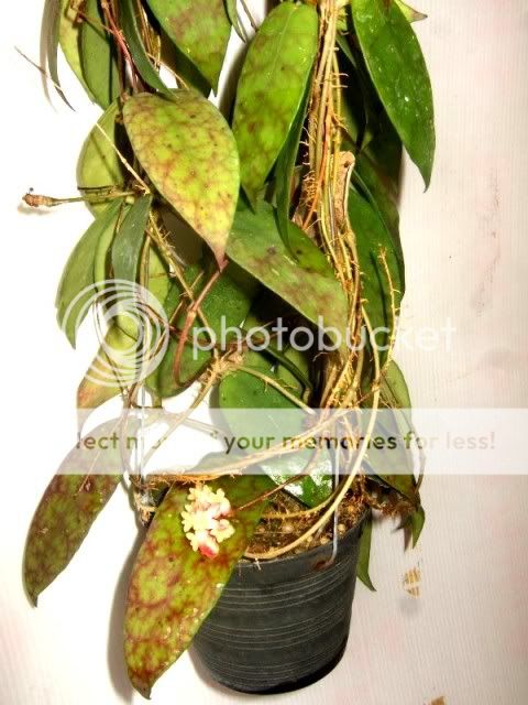 Hoya Scortechinii RARE Hoyas Plant 1 Pot Exact Size