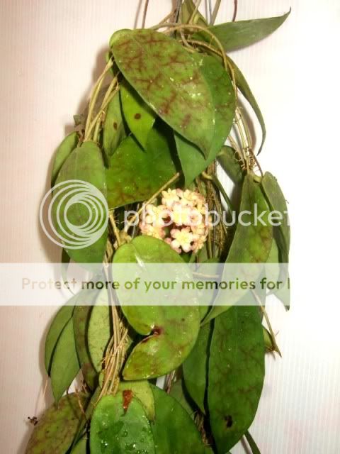 Hoya Scortechinii RARE Hoyas Plant 1 Pot Exact Size