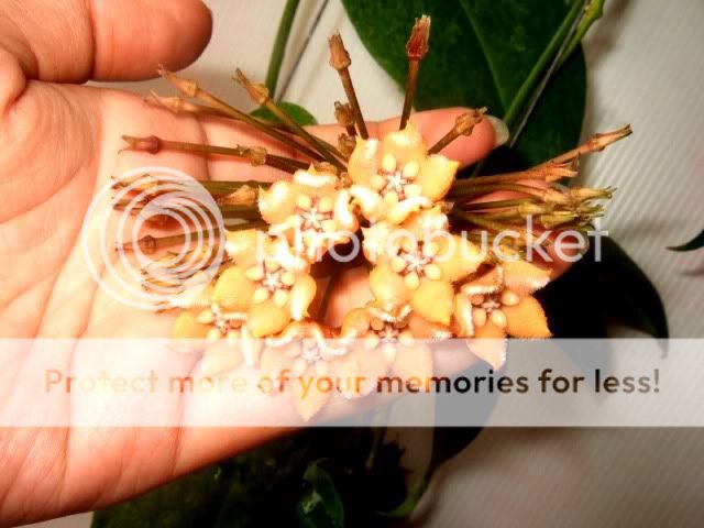 Hoya Fraterna RARE Hoyas Plant 1 Pot Exact Size