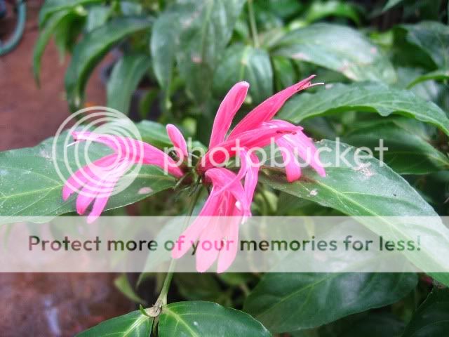 You are watching Dianthera nodosa Brazil,   1 Pot Bushy size (Size 