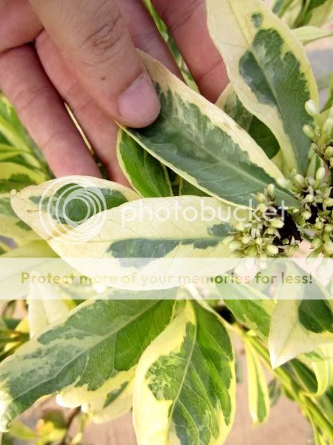 Ixora finlaysoniana Albo marginated Exact Plant 40cm. Size Blooming 1