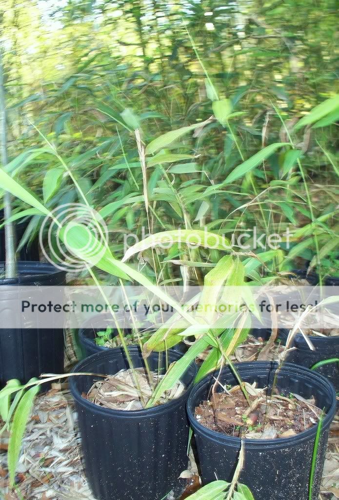 The Moso Bamboo plant originated from China, and other far