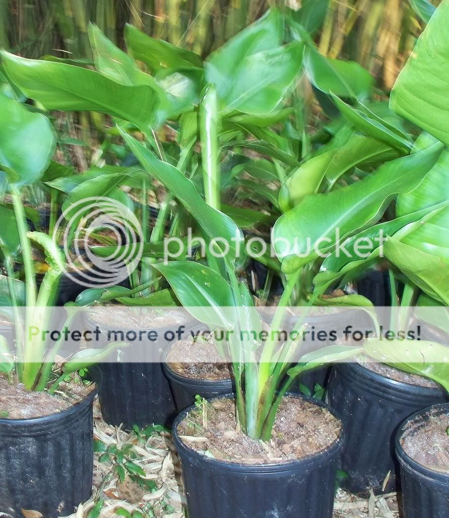 GIANT BIRD OF PARADISE ~ Big 1gal Live Plants ~ Strelitzia nicolai 