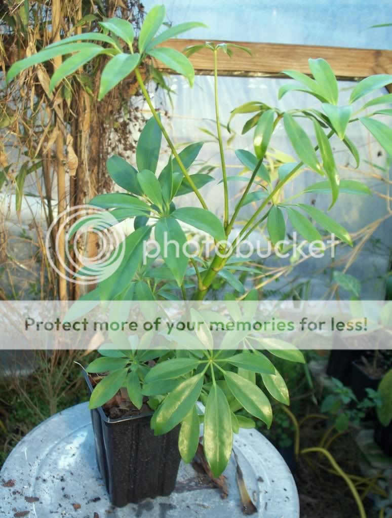 Umbrella Tree Big Live Plants Dwarf Schefflera Arboricola
