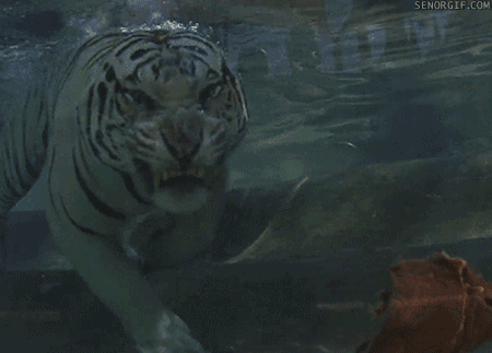 белый тигр в воде ест мясо